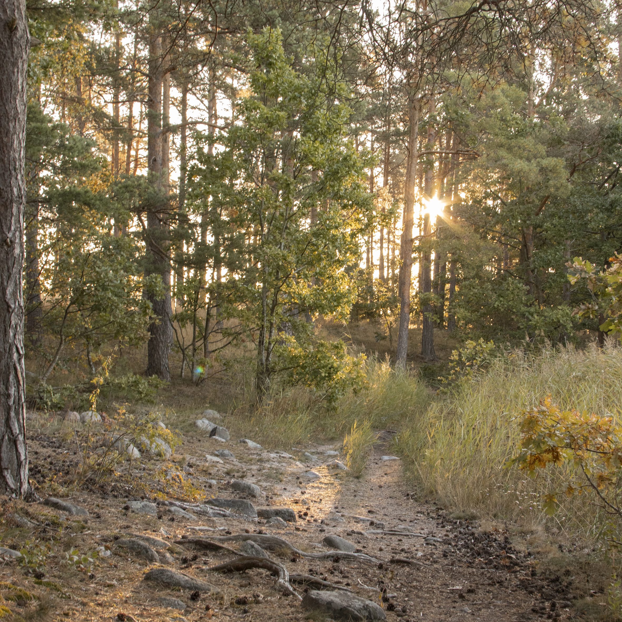 naturområde timmenabben